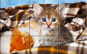 Kittens -  Puzzle Ekran Görüntüsü 7