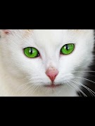 Cats Images screenshot 5