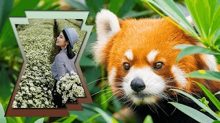 Khung ảnh động vật - Ghép ảnh động vật đẹp ảnh chụp màn hình 5