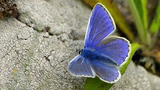 Butter-fly screenshot 2