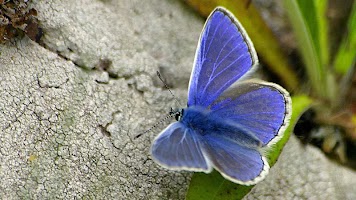 برنامه‌نما Butter-fly عکس از صفحه