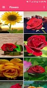 Flower Wallpapers syot layar 4