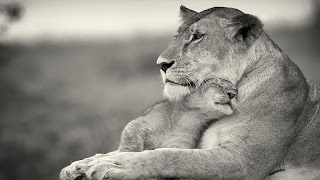 Lion скриншот 2