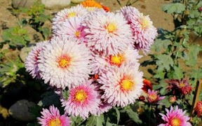 Chrysanthemum 截圖 1