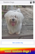 Know Dogs اسکرین شاٹ 3