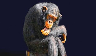 Animals ภาพหน้าจอ 1