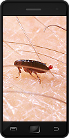 Fleas screenshot 1