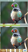 Find Difference Bird Games اسکرین شاٹ 1