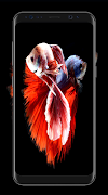 Betta Fish Wallpapers Poster