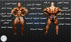 تمارين كمال الأجسام screenshot 1