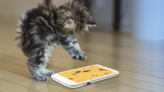 Games for cat Mouse تصوير الشاشة 2
