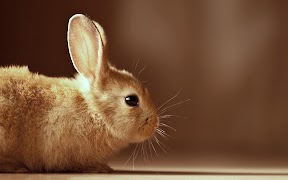 5 Schermata Coniglio Sfondi
