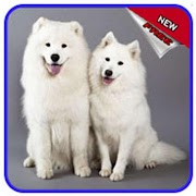 Dogs variations スクリーンショット 7