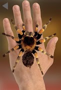 Spider On Hand. Scare Prank Affiche