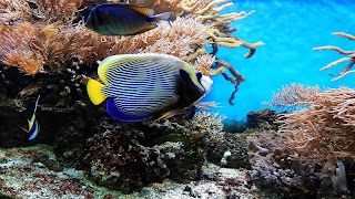 Tile Puzzles · Corals تصوير الشاشة 5