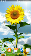 Sunflower Live Wallpaper ภาพหน้าจอ 2