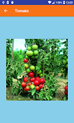 Learn Veggies স্ক্রিনশট 6