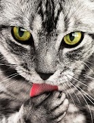 Cats Images স্ক্রিনশট 4