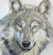 Animal Drawing Tutorials imagem de tela 1