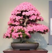 盆景設計 截圖 7
