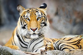 Tiger Background تصوير الشاشة 2