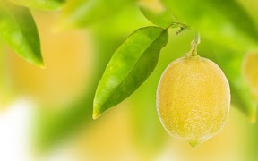 Lemon Wallpapers Screenshot 6
