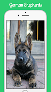 برنامه‌نما German Shepherds عکس از صفحه