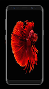 2 Schermata Betta Fish Wallpapers