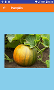 Learn Veggies স্ক্রিনশট 3