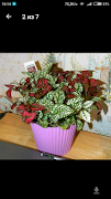 Мир комнатных растений и цветы ภาพหน้าจอ 4