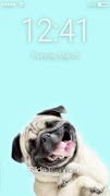 Fluffy Pug Lock Screen Cartaz