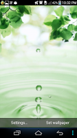 Leaves And Water Drops LW poster