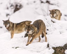 الذئاب موبايل تصوير الشاشة 3