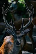 Animal documentaries screenshot 4