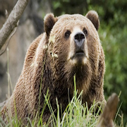 Bear Ekran Görüntüsü 4