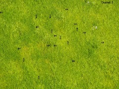 Bug Crusher 截圖 2