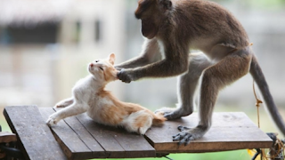 😍😀😆😄 Viral videos FREE😍😀😆😄 스크린샷 5