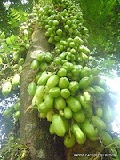 Belimbing Fall screenshot 1