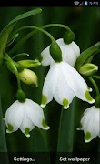 Flowers HD Wallpaper 截圖 3