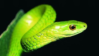 Exotic Snake 스크린샷 3