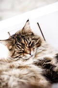 Cats Images 海報