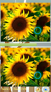 Encuentra Diferencia de flores captura de pantalla 2
