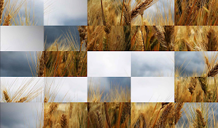 Tile Puzzles · Fields screenshot 5