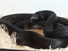 Snake Black HD Live Wallpaper screenshot 1