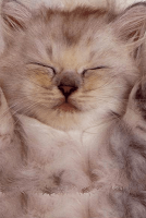 Cute Cat 截图 1