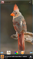 برنامه‌نما Cardinal Wallpapers عکس از صفحه