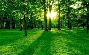 Green Forest screenshot 2