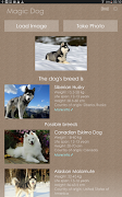 Magic Dog 스크린샷 4