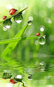 Ladybug Live Wallpaper تصوير الشاشة 2