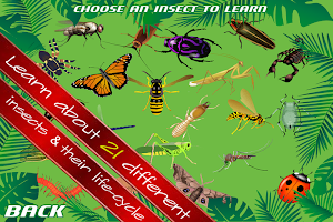 Insect Slice And Learn poster